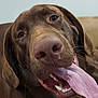 Java is registered to the contest to win money with this photo: dog, chocolate_labrador, pet, tongue, panting, close_up, snout, nose, mouth, teeth, canine, indoor, couch, brown_fur, fur, whiskers, happy, playful, drool, portrait