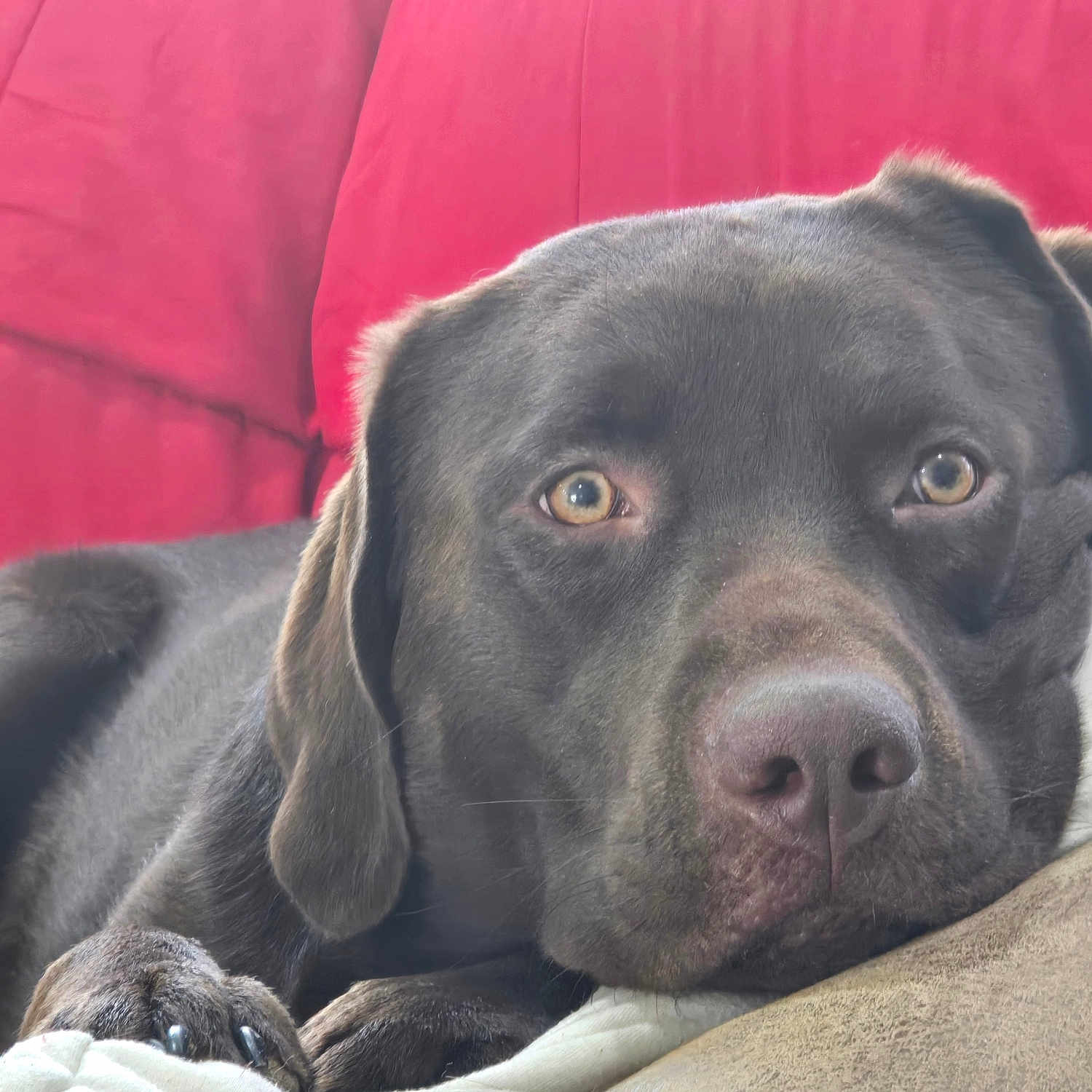 Java is registered to the contest to win money with this photo: dog, chocolate_labrador, pet, close_up, portrait, face, eyes, nose, paw, fur, red_couch, couch, indoor, cozy, resting, sleepy, muzzle, whiskers, laying_down, brown