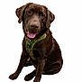 Java is registered to the contest to win money with this photo: dog, chocolate_labrador, pet, camo_harness, tongue_out, sitting, portrait, white_background, studio_shot, friendly, canine, paws, eyes, ears, nose, domestic_animal, mammal, cute, smile, brown_coat