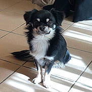 Tempo a rejoint le concours — aidez-le/la à gagner de superbes lots ! dog, pet, indoor, tile_floor, black_and_white, small_dog, fur, sitting, sunlight, shadow, calm, cute, animal, companion, looking_at_camera, home, ears, tail, face, floor