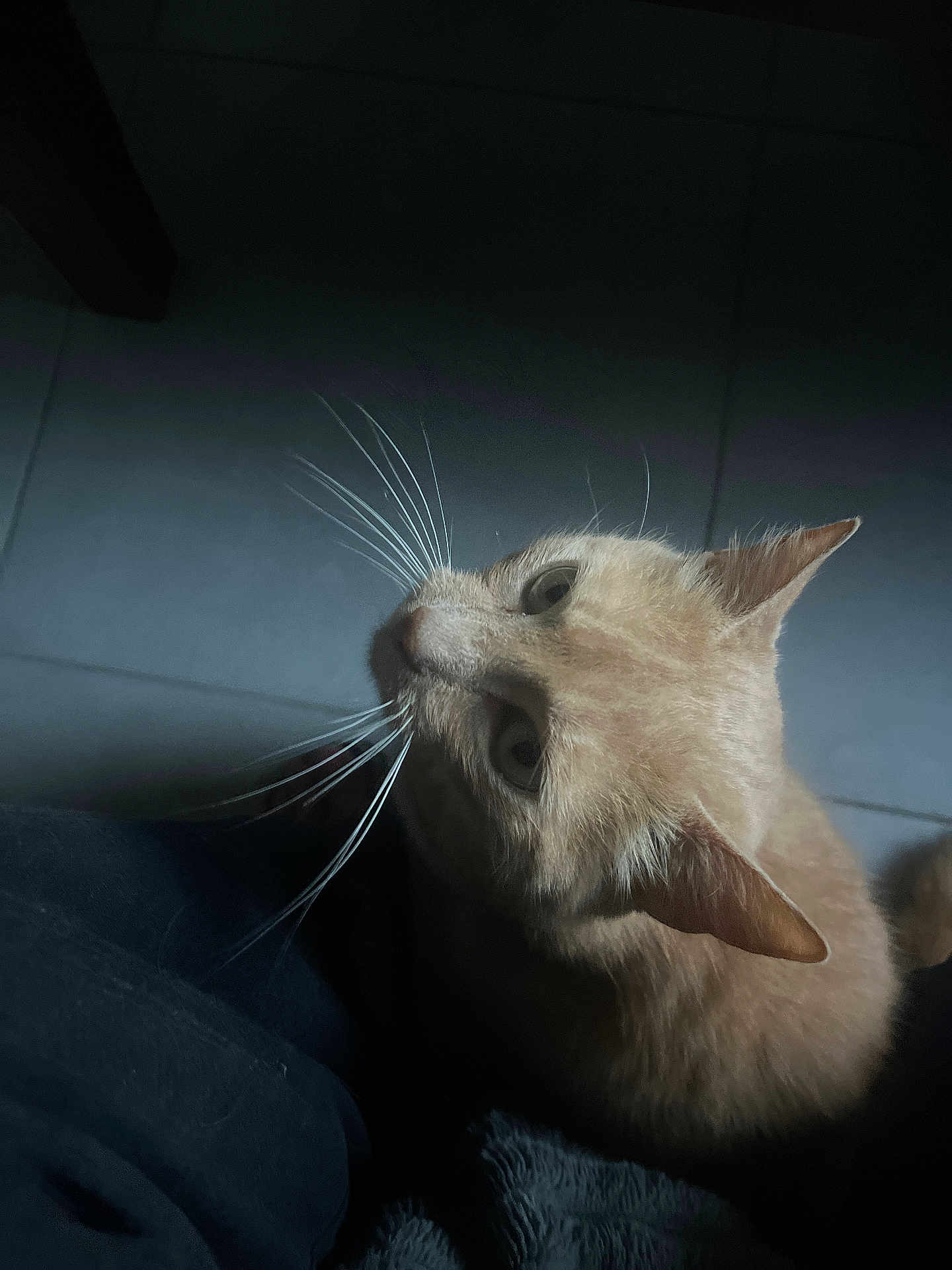 Simba