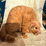 Simba participe au concours pour gagner de l'argent avec cette photo : cat, ginger_cat, knitted_blanket, stretching, upside_down, indoor, pet, feline, whiskers, tail, fur, cute, playful, animal, cozy, texture, pattern, relaxed, chair, home