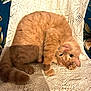 cat, ginger_cat, knitted_blanket, stretching, upside_down, indoor, pet, feline, whiskers, tail, fur, cute, playful, animal, cozy, texture, pattern, relaxed, chair, home