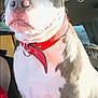 dog, pet, close_up, collar, red_collar, car_interior, sunlight, animal, mammal, white_and_gray, seated, portrait, canine, domestic_animal, indoor, side_view, whiskers, ears, nose, fur