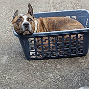 Laiko participe au concours pour gagner de l'argent avec cette photo : dog, brindle, laundry_basket, concrete, floor, pet, canine, resting, container, plastic, outdoor, red_can, drink, relaxed, ears_up, looking_up, brown, white, domestic_animal, companion