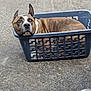 dog, brindle, laundry_basket, concrete, floor, pet, canine, resting, container, plastic, outdoor, red_can, drink, relaxed, ears_up, looking_up, brown, white, domestic_animal, companion
