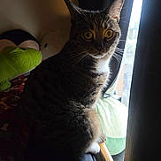 Jirachi is registered to the contest to win money with this photo: cat, tabby_cat, indoor, window, curious, yellow_eyes, plush_toys, blanket, bed, curtains, natural_light, pet, feline, whiskers, sitting, cozy, home, soft_light, striped_fur, resting