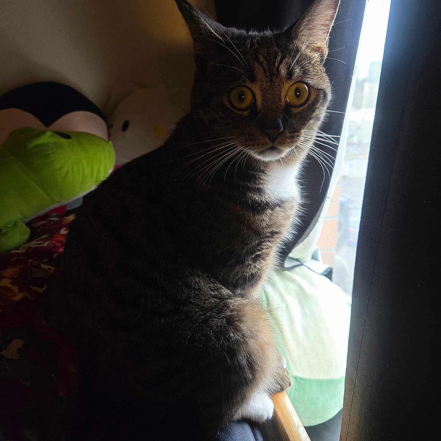 Jirachi is registered to the contest to win money with this photo: cat, tabby_cat, indoor, window, curious, yellow_eyes, plush_toys, blanket, bed, curtains, natural_light, pet, feline, whiskers, sitting, cozy, home, soft_light, striped_fur, resting