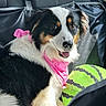 Ariane a rejoint le concours — aidez-le/la à gagner de superbes lots ! animal, bandana, black_and_white_fur, canine, car_seat, closeup, comfortable, dog, fur, green, happy, indoor, looking_back, pet, pink, plush_toy, seatbelt, smiling, toy, watermelon_toy