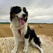 Ariane participe au concours pour gagner de l'argent avec cette photo : animal, canine, cloudy_sky, collar, dog, farm, field, fur, grass, happy, hay_bale, landscape, muzzle, nature, outdoor, pet, rural, sitting, tongue_out, tricolor
