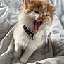 Squishy is registered to the contest to win money with this photo: kitten, cat, pet, feline, orange_and_white, collar, bell, bed, blanket, fur, whiskers, mouth_open, tongue_out, indoor, cute, young, animal, sleepy, soft, domestic