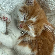 Squishy joined the competition — help win amazing prizes! kitten, cat, sleeping, orange_fur, white_fur, fluffy, pet, cozy, blanket, cute, paw, animal, fur, rest, domestic_animal, young, sleep, relaxation, close_up, indoor