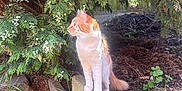 Squishy joined the competition — help win amazing prizes! cat, orange_cat, white_cat, tree, greenery, grass, outdoor, nature, sunlight, concrete, plant, garden, bush, animal, pet, feline, curious, alert, daylight, wildlife