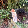cat, orange_cat, white_cat, tree, greenery, grass, outdoor, nature, sunlight, concrete, plant, garden, bush, animal, pet, feline, curious, alert, daylight, wildlife