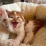 Squishy is registered to the contest to win money with this photo: kitten, cat, orange_and_white, fluffy, paw, stretching, cozy, blanket, soft, cute, feline, young, pet, animal, indoor, close_up, playful, tongue, teeth, sleepy