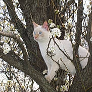 Sandy is registered to the contest to win money with this photo: animal, blossoms, blue_eyes, branches, cat, closeup, cream_colored, daytime, feline, flowers, leafless_branches, nature, outdoor, pet, plant, spring, tree, trunk, wildlife, wood