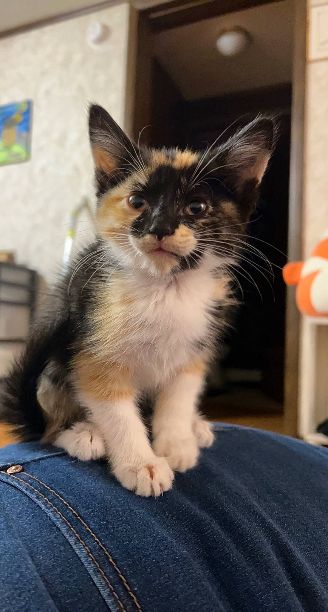 Cinder joined the competition — help win amazing prizes! carnivore, cat, claw, denim, domestic_short_haired_cat, door, felidae, fur, paw, sitting, small_to_medium_sized_cats, snout, tail, terrestrial_animal, whiskers