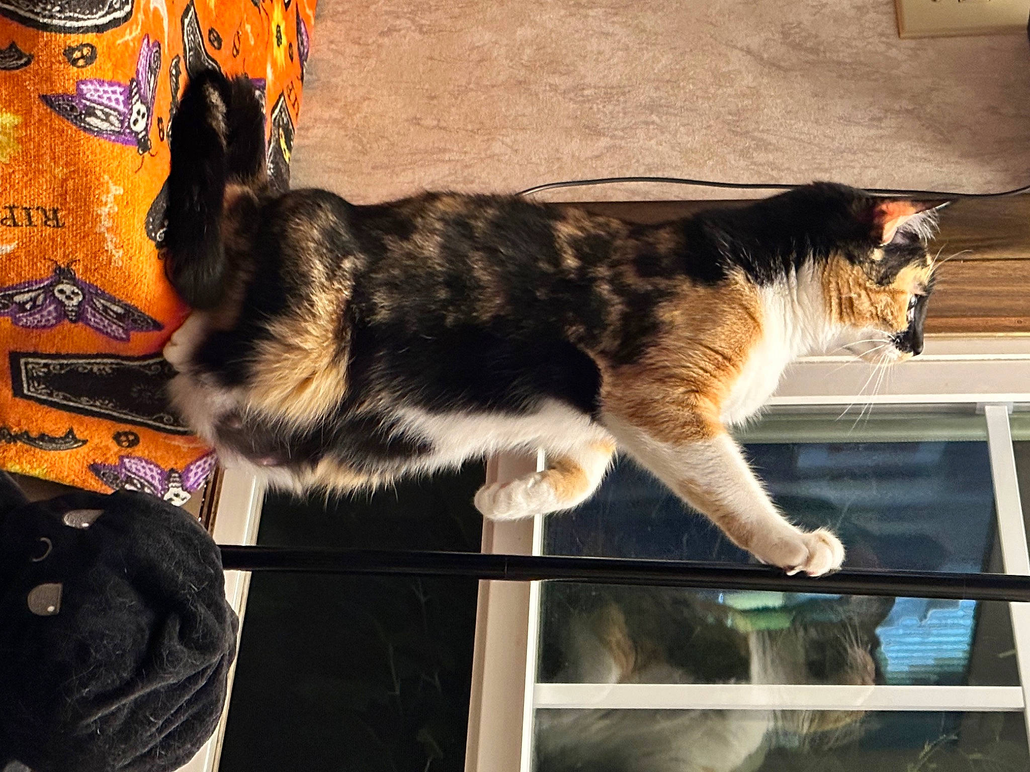 Cinder joined the competition — help win amazing prizes! canidae, carnivore, cat, claw, collar, companion_dog, dog_breed, domestic_short_haired_cat, felidae, fur, orange, paw, porch, sitting, small_to_medium_sized_cats, snout, sporting_group, tail, whiskers, window