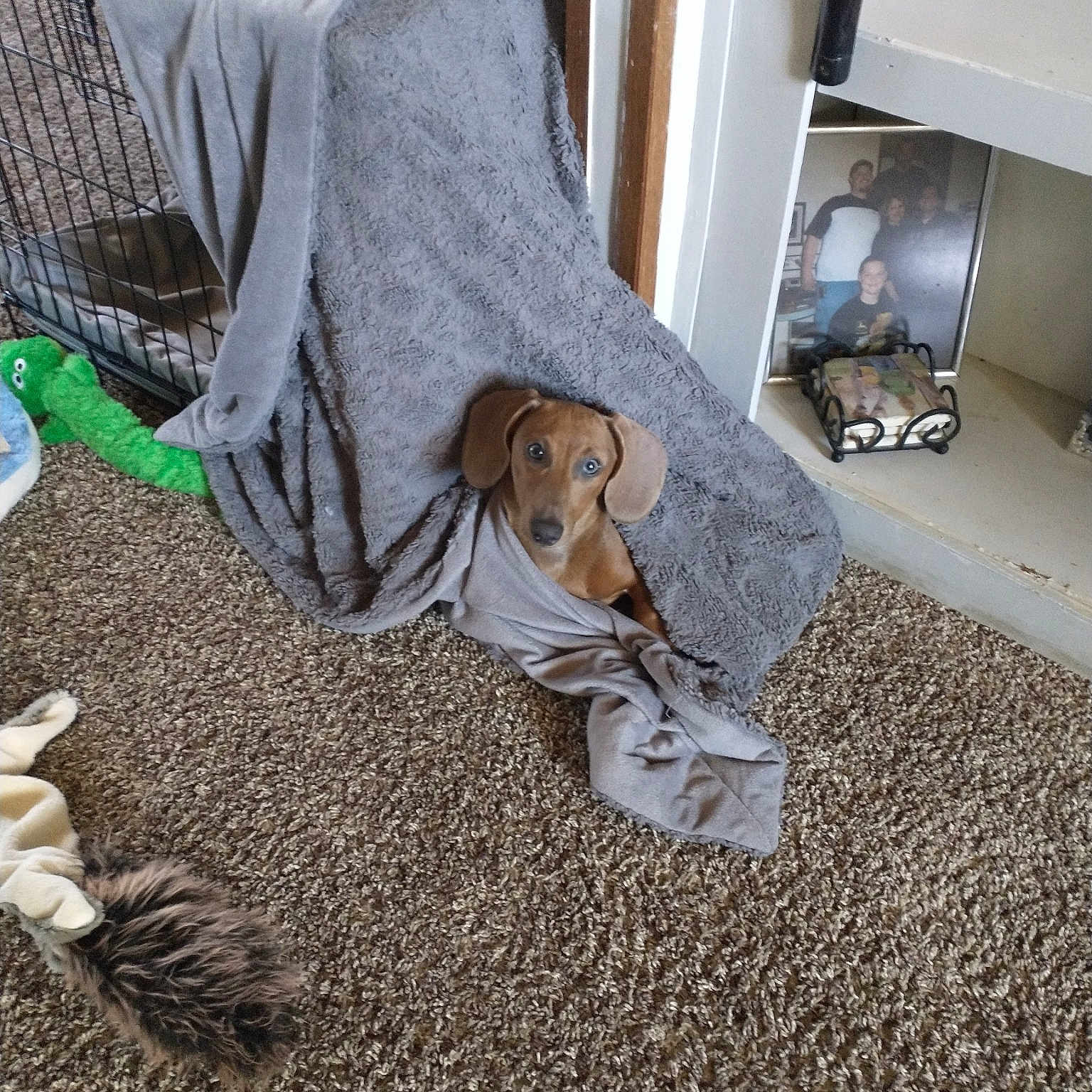Blu is registered to the contest to win money with this photo: carpet, comfort, companion_dog, fawn, felidae, floor, flooring, fur, grey, hardwood, human_leg, linens, picture_frame, road_surface, room, shelf, sitting, sporting_group, television, wood