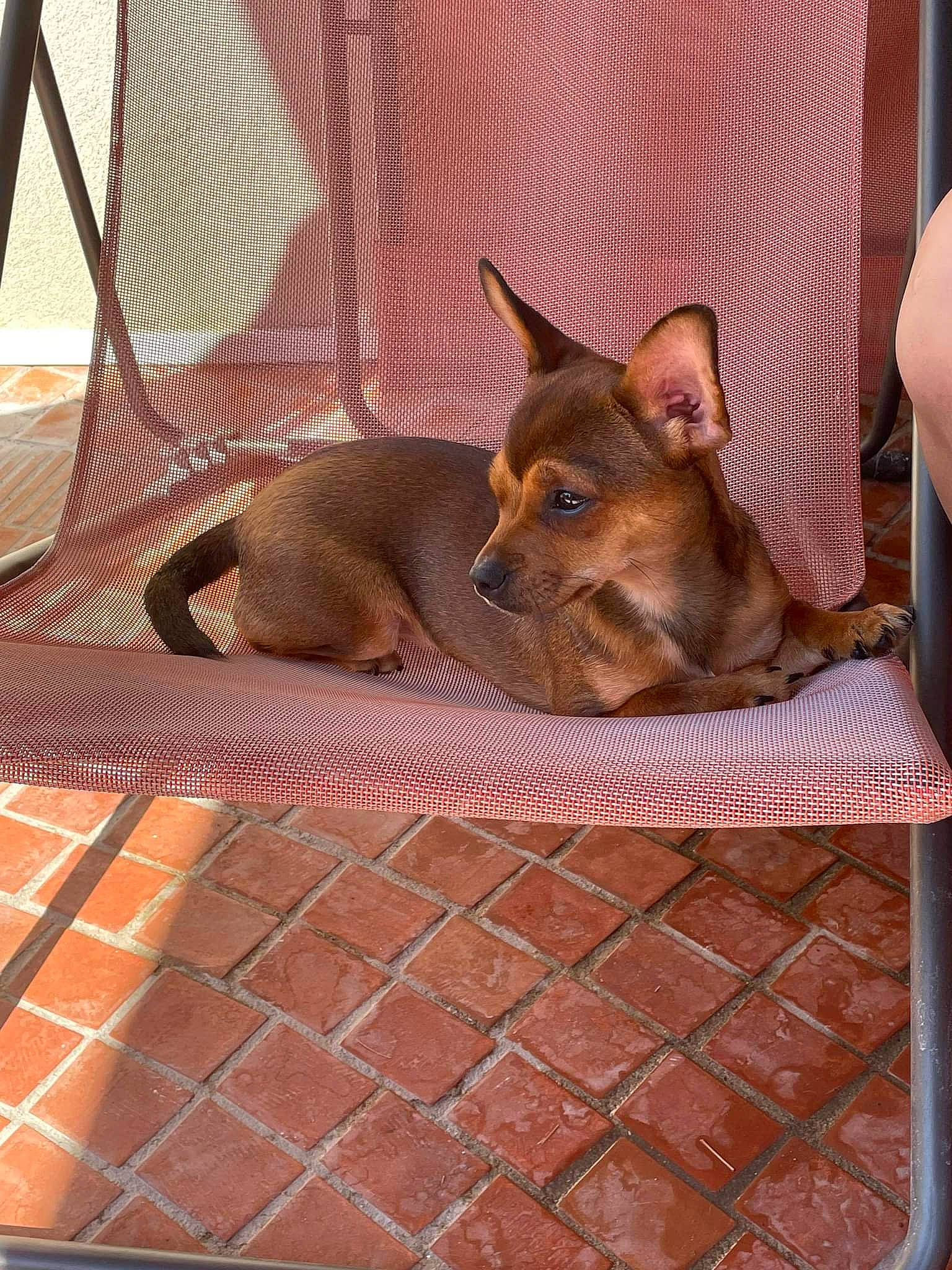 Ruby participe au concours pour gagner de l'argent avec cette photo : animal_shelter, brickwork, canidae, carnivore, chihuahua, comfort, companion_dog, dog, dog_bed, dog_breed, dog_supply, fawn, mesh, pet_supply, snout, sporting_group, terrestrial_animal, toy_dog, wood, working_animal