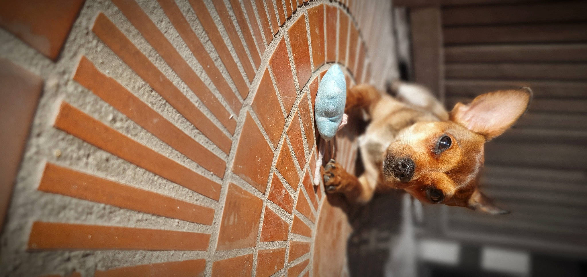 Ruby a rejoint le concours — aidez-le/la à gagner de superbes lots ! cage, canidae, carnivore, companion_dog, dog, dog_breed, dog_supply, door, fawn, fur, hardwood, mesh, metal, peach, pet_supply, sporting_group, terrestrial_animal, whiskers, wood, working_animal