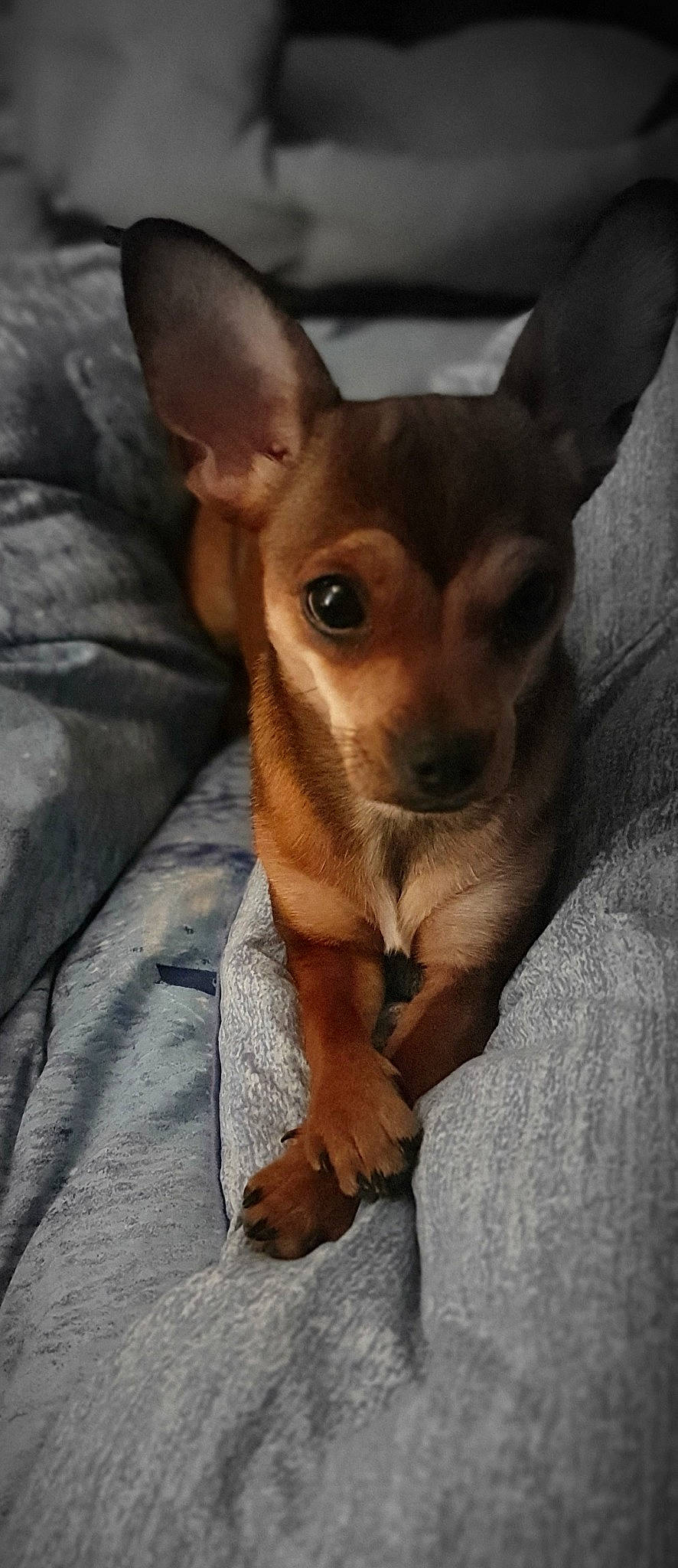 Ruby a rejoint le concours — aidez-le/la à gagner de superbes lots ! canidae, carnivore, chihuahua, comfort, companion_dog, dog, dog_breed, dog_supply, ear, fawn, fur, human_body, paw, sitting, snout, sporting_group, terrestrial_animal, toy_dog, whiskers, wildlife