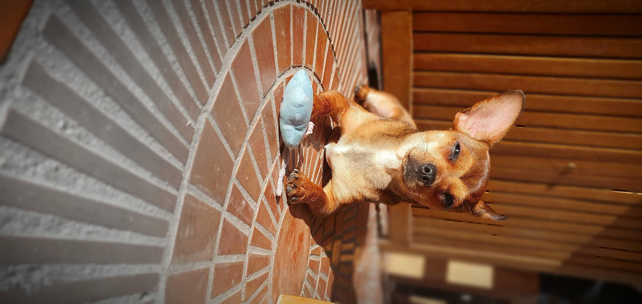 Ruby participe au concours pour gagner de l'argent avec cette photo : animal_shelter, canidae, carnivore, companion_dog, dog, dog_breed, ear, fawn, felidae, fur, hardwood, pet_supply, snout, tail, terrestrial_animal, toy_dog, twig, whiskers, wood, working_animal