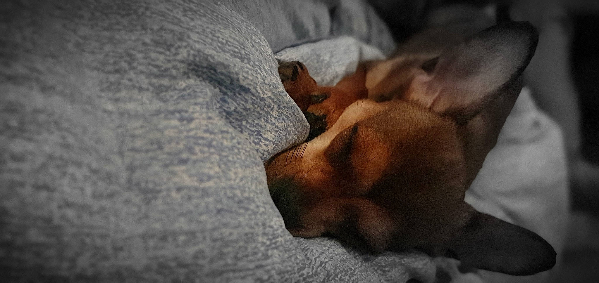 Ruby a rejoint le concours — aidez-le/la à gagner de superbes lots ! canidae, carnivore, comfort, companion_dog, dog, dog_breed, fawn, fur, linens, paw, rock, terrestrial_animal, whiskers, wildlife, wood