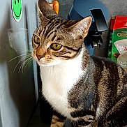 Bounty participe au concours pour gagner de l'argent avec cette photo : cat, tabby_cat, white_paws, kitchen_counter, magnet, smiley_face, fridge, appliance, domestic, indoor, pet, curious, feline, striped_fur, household, countertop, cabinet, red_cabinet, kitchen, looking