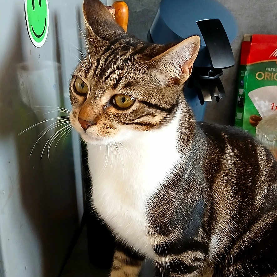 Bounty participe au concours pour gagner de l'argent avec cette photo : cat, tabby_cat, white_paws, kitchen_counter, magnet, smiley_face, fridge, appliance, domestic, indoor, pet, curious, feline, striped_fur, household, countertop, cabinet, red_cabinet, kitchen, looking