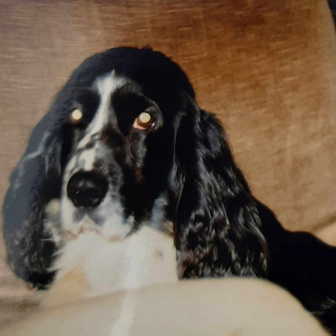 Poppy a rejoint le concours — aidez-le/la à gagner de superbes lots ! animal, canine, chair, cockerspaniel, dog, furniture, hound, pet, puppy