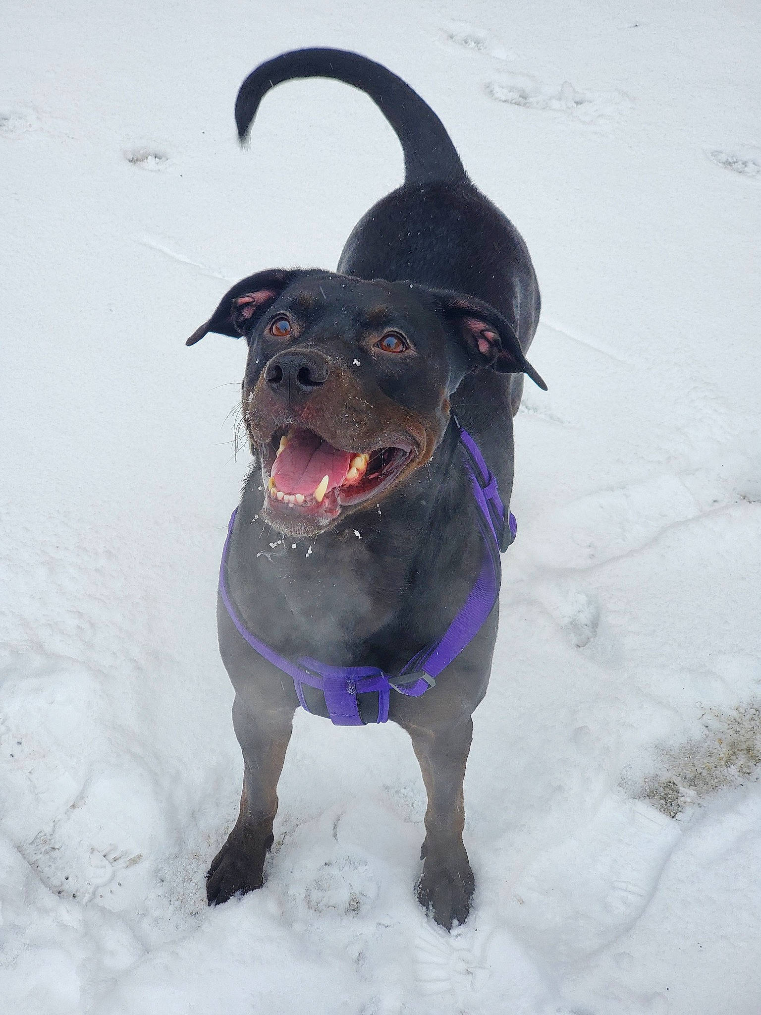 Shadow joined the competition — help win amazing prizes! canidae, carnivore, dog, dog_breed, dog_clothes, hunting_dog, labrador_retriever, rare_breed_dog, snout, snow, sporting_group, tail, tongue, winter