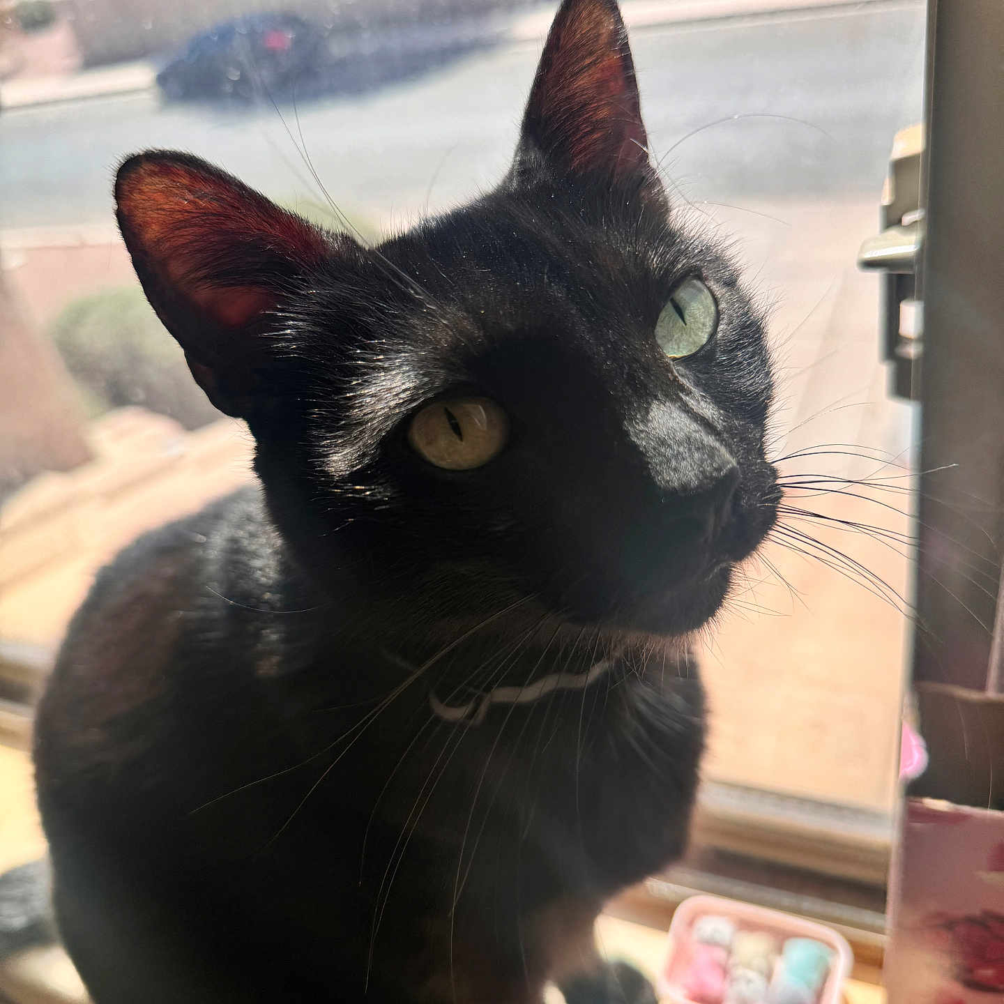 Onyx is registered to the contest to win money with this photo: animal, black_cat, cat, closeup, colorful, container, curious, ears, face, feline, glass, heterochromia, indoor, looking_up, pets, reflection, shadow, sunlight, whiskers, window