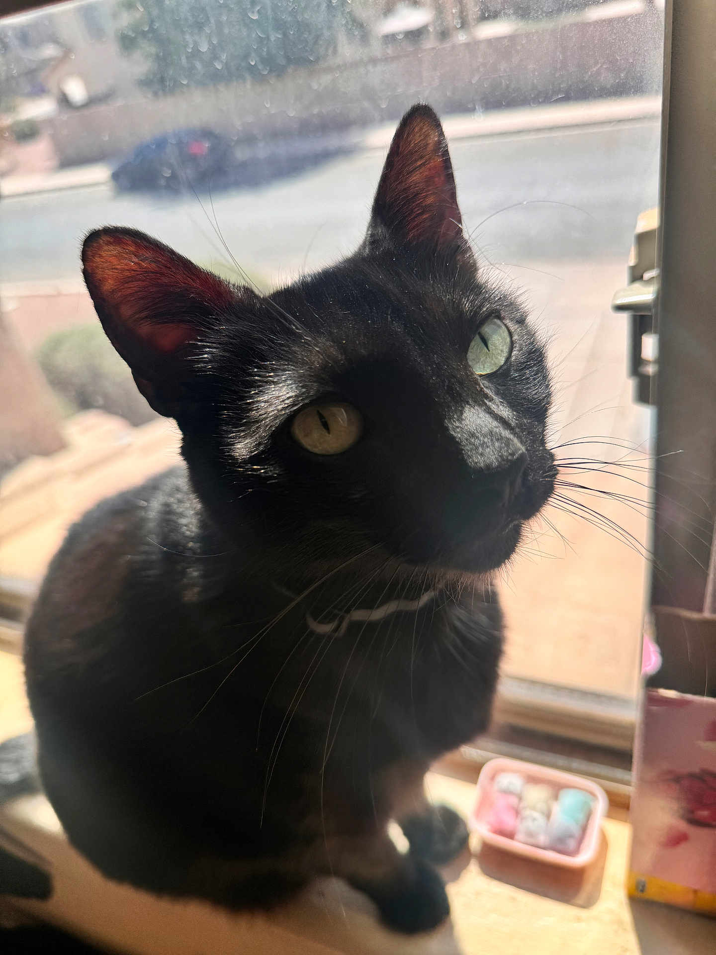 Onyx is registered to the contest to win money with this photo: black_cat, cat, window, sunlight, indoor, curious, heterochromia, whiskers, pets, animal, feline, closeup, reflection, glass, container, colorful, shadow, ears, face, looking_up