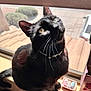 Onyx joined the competition — help win amazing prizes! black_cat, cat, windowsill, sunlight, whiskers, indoor, pet, animal, curious, feline, close_up, looking_up, domestic_cat, window, daylight, houseplant, container, box, ears