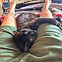 Onyx is registered to the contest to win money with this photo: cat, black_cat, sleeping, bed, legs, shorts, green_shorts, person, furniture, blanket, striped_blanket, indoor, relaxing, pet, animal, cozy, resting, living_room, television, comfort