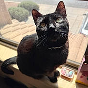 Onyx joined the competition — help win amazing prizes! cat, black_cat, windowsill, sunlight, whiskers, indoor, pet, animal, feline, curious, shadow, eyes, fur, collar, domestic_cat, window, blurred_background, roof, bushes, daylight