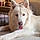 Milo