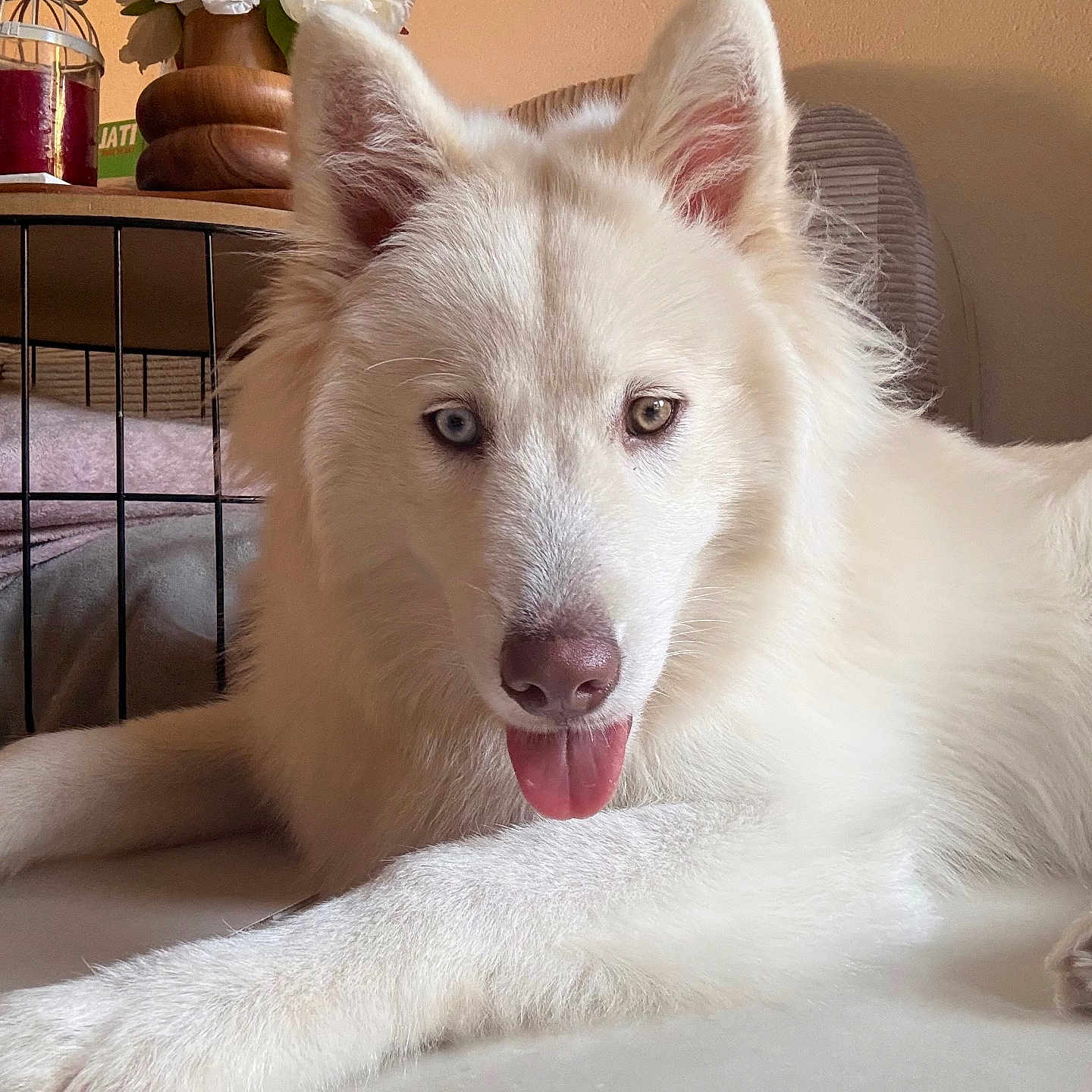 Milo