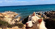 Milo a rejoint le concours — aidez-le/la à gagner de superbes lots ! dog, puppy, white_dog, fluffy, harness, outdoors, seaside, ocean, coastline, rocks, rocky_shore, waves, beach, blue_sky, sunny, landscape, nature, travel, portrait, happy