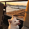 Milo a rejoint le concours — aidez-le/la à gagner de superbes lots ! dog, white_dog, pet, animal, canine, portrait, happy, smiling, tongue_out, fluffy, pointed_ears, outdoor, waterfront, sunset, sailboats, sea, mountains, rooftop, travel, scenic_view