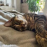 cat, tabby_cat, sleeping, relaxed, pet, feline, whiskers, green_eyes, striped_fur, brown_fur, close_up, portrait, blanket, bed, bedroom, indoor, cozy, sunlight, houseplant, nap