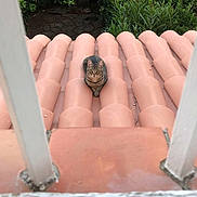 Lev a rejoint le concours — aidez-le/la à gagner de superbes lots ! cat, tabby_cat, pet, animal, rooftop, roof_tiles, terracotta, garden, greenery, outdoor, balcony, railings, window_view, sitting, feline, striped_fur, looking_at_camera, residential, vertical_photo, daylight