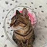 cat, tabby, pet, feline, animal, whiskers, ears, green_eyes, fur, striped_fur, paws, sitting, lounging, portrait, indoor, plastic_tunnel, pink_cushion, close_up, cute, domestic_cat