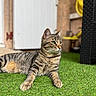 cat, tabby, feline, pet, animal, striped, green_eyes, whiskers, ears, paws, lying_down, outdoor, artificial_grass, backyard, garden, furniture, portrait, closeup, relaxed, photography