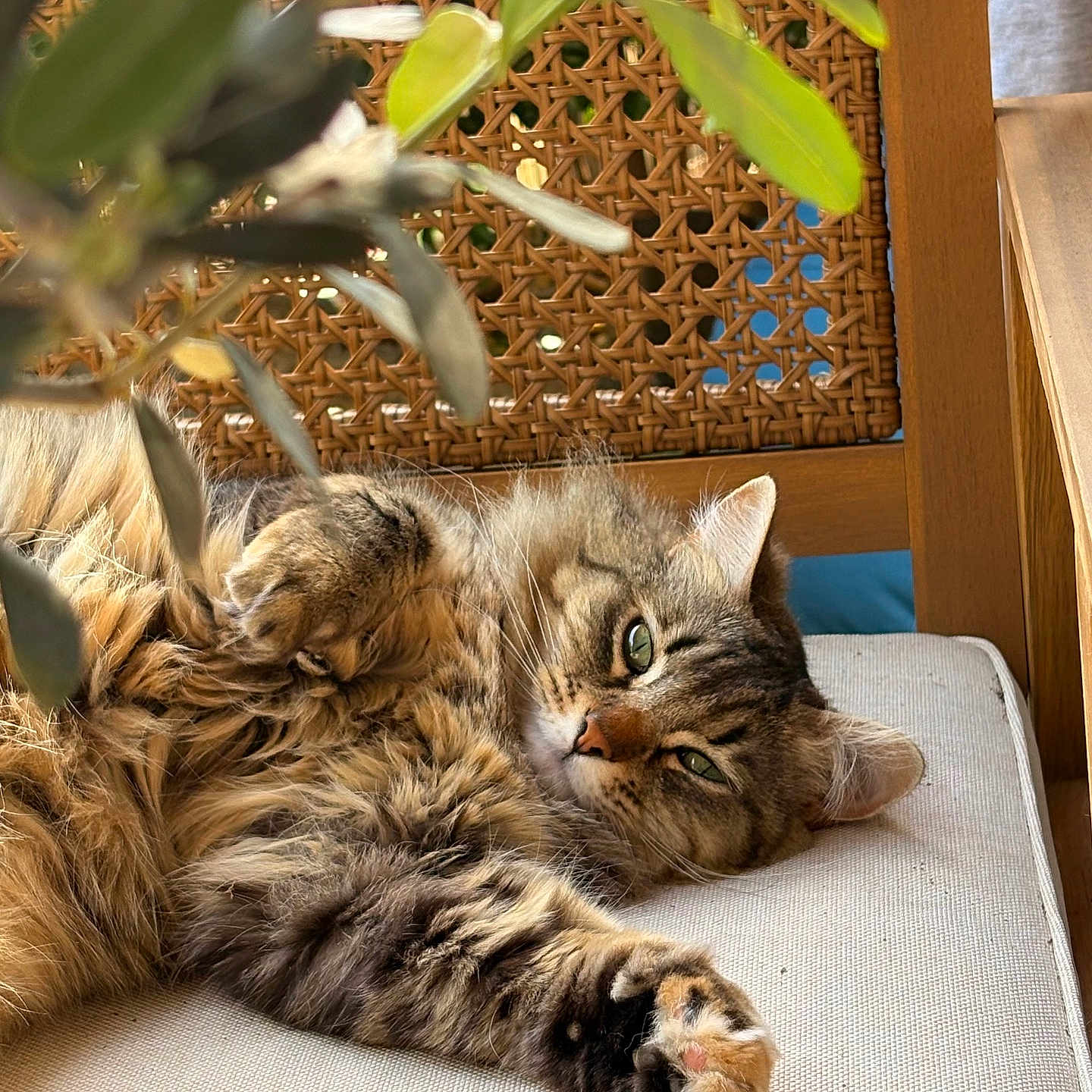 Zira