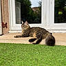 Zira participe au concours pour gagner de l'argent avec cette photo : cat, tabby_cat, fluffy, fur, animal, pet, lying_down, relaxed, outdoor, doorstep, window, house, garden, lawn, green_grass, striped_fur, tail, whiskers, portrait, daylight