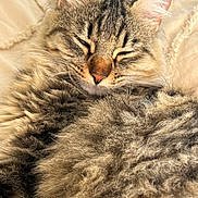 Zira a rejoint le concours — aidez-le/la à gagner de superbes lots ! cat, tabby, feline, sleeping, sleepy, closed_eyes, fluffy, fur, whiskers, ears, nose, cozy, blanket, bed, indoors, close_up, portrait, relaxed, cute, golden_lighting