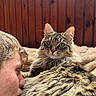 Zira a rejoint le concours — aidez-le/la à gagner de superbes lots ! cat, tabby_cat, fluffy, longhaired, pet, animal, green_eyes, whiskers, ears, fur, portrait, close_up, cuddling, human, face, cozy, blanket, wood_paneling, indoors, warm_lighting