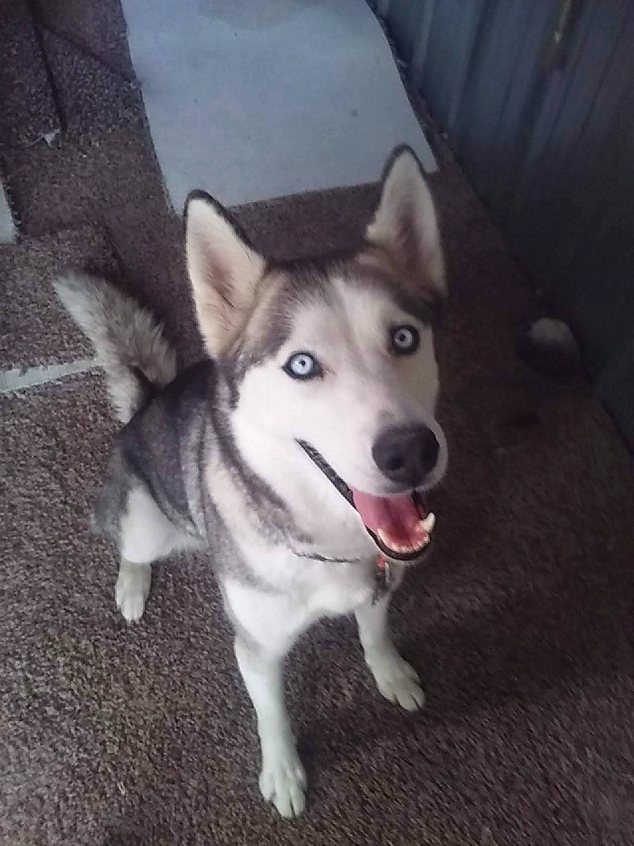 Tria is registered to the contest to win money with this photo: ancient_dog_breeds, canidae, carnivore, companion_dog, dog, dog_breed, foot, fur, non_sporting_group, siberian_husky, sled_dog, sporting_group, working_animal, working_dog